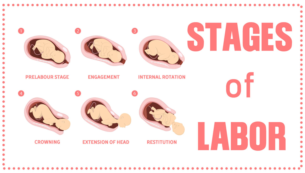 Stages of labor